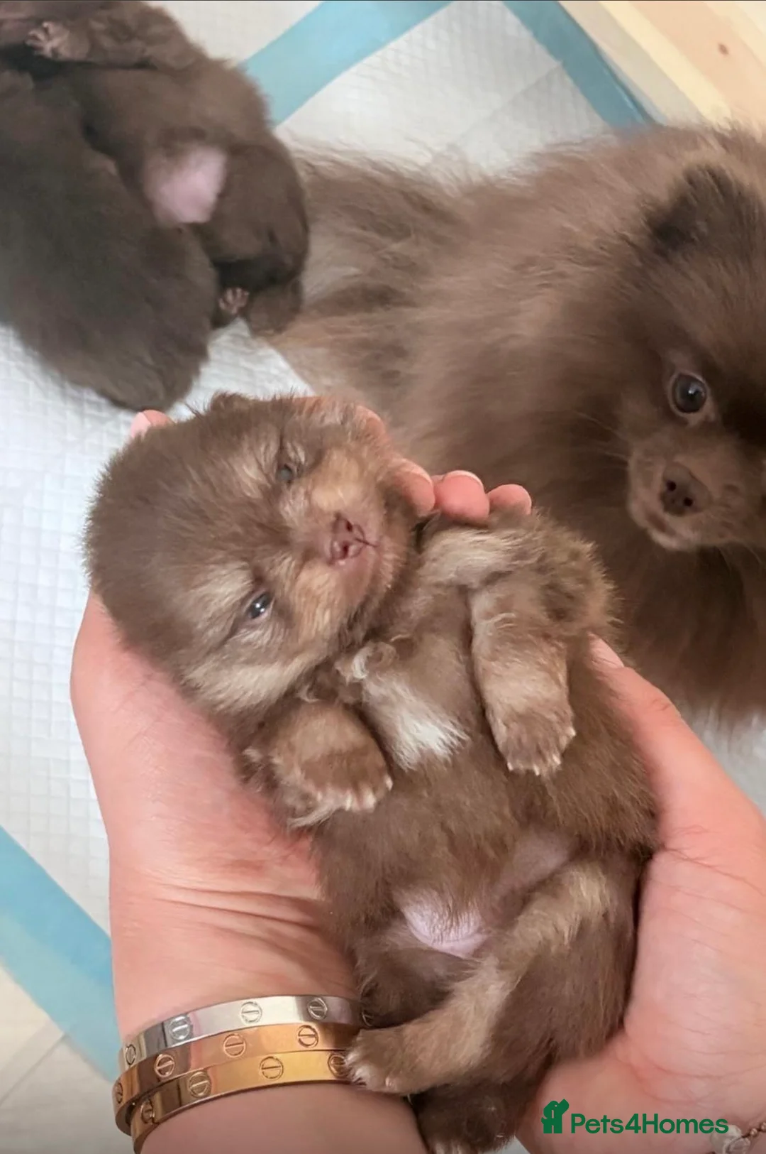 Pomeranian dogs for sale: Chocolate Pomeranian teddy bears 🤎🤎🤎🤎 in London - Advert 6