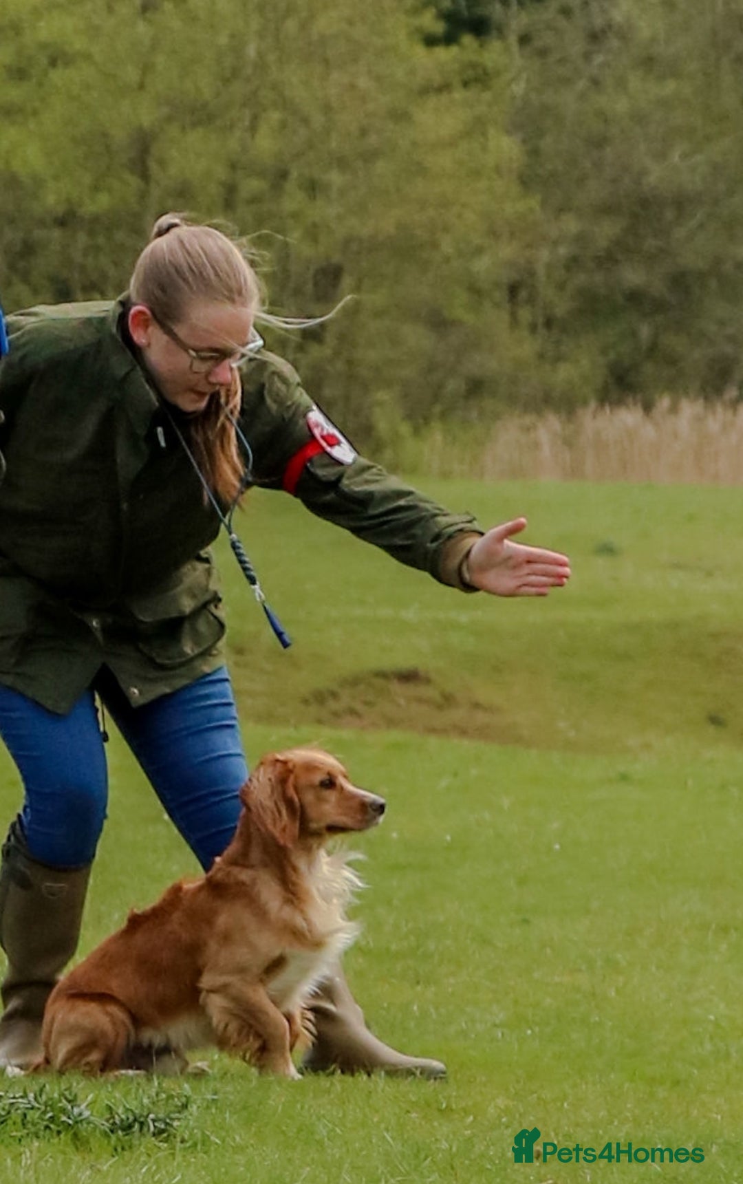 Cocker Spaniel dogs for stud: Stunning KC Working Cocker Spaniel at stud - Advert 6