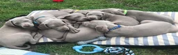 Weimaraner dogs for stud: Stud handsome Weimaraner  - Advert 6