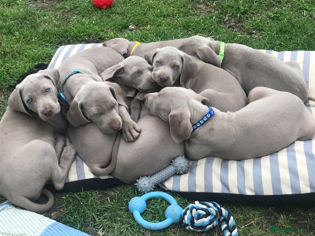 Weimaraner dogs for stud: Stud handsome Weimaraner  - Advert 6