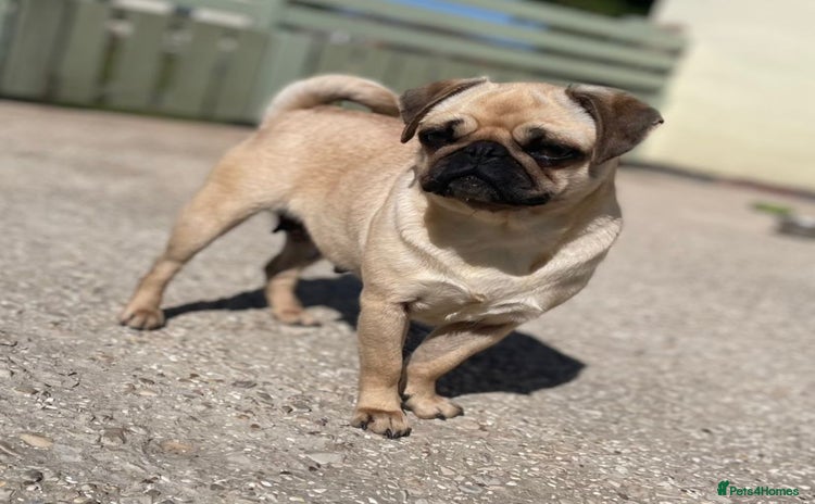 Pug dogs Ivy pug girl  - Advert 1