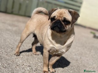 Pug dogs Ivy pug girl - Advert 2