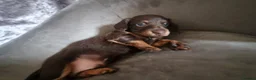 Miniature Dachshund dogs for sale: Long haired miniature dachshund  - Advert 4