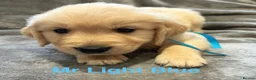 Golden Retriever dogs for sale: Gorgeous litter of 4G 5B pure golden retrievers.  - Advert 9