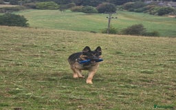 German Shepherd dogs for stud: German Shepherd for Stud - Image 2
