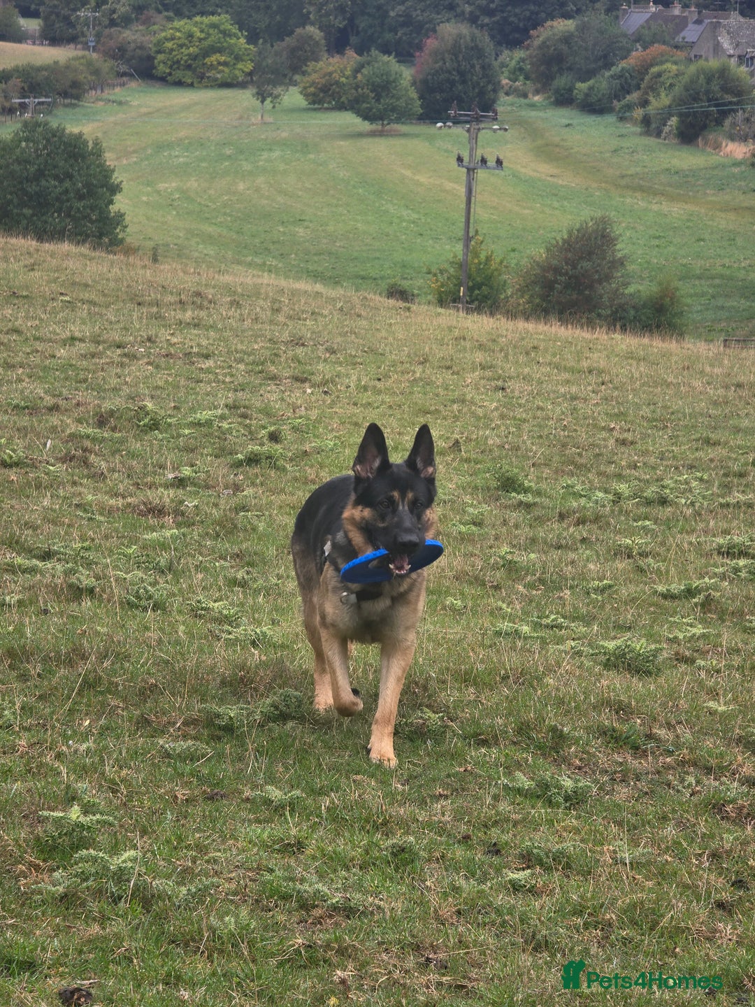 German Shepherd dogs for stud: German Shepherd for Stud - Image 2