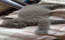 British Shorthair cats for sale: 4 beautiful British Shorthair kittens for sale - Image 12