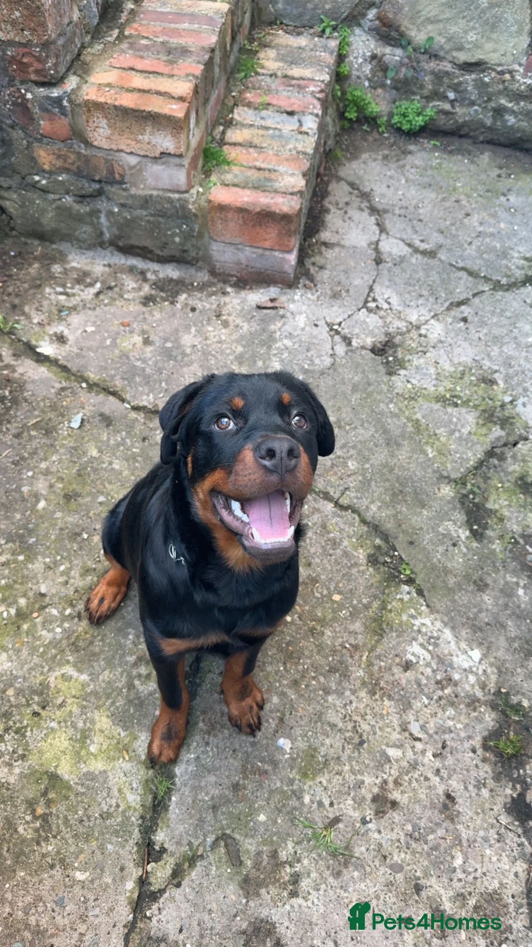 Rottweiler dogs for sale: Diesel  in Wrexham - Advert 2