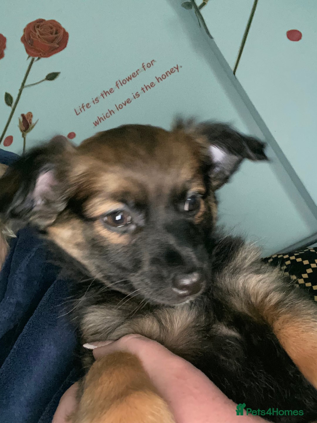 Mixed Breed dogs for sale: adorable puppies are now ready for new homes - Advert 17