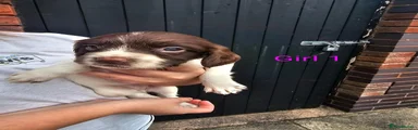 English Springer Spaniel 6