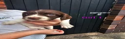 English Springer Spaniel dogs for sale: English Springer Spanel (KC Reg, Vet tail dock)  - Advert 17