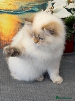 British Longhair cats British longhair golden point TICA - Advert 15