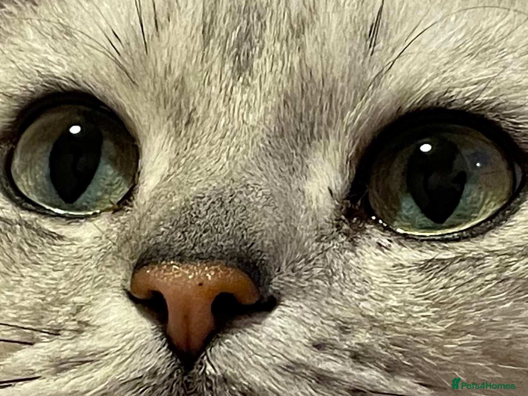 British Shorthair cats Stunning GCCF stud - Advert 2