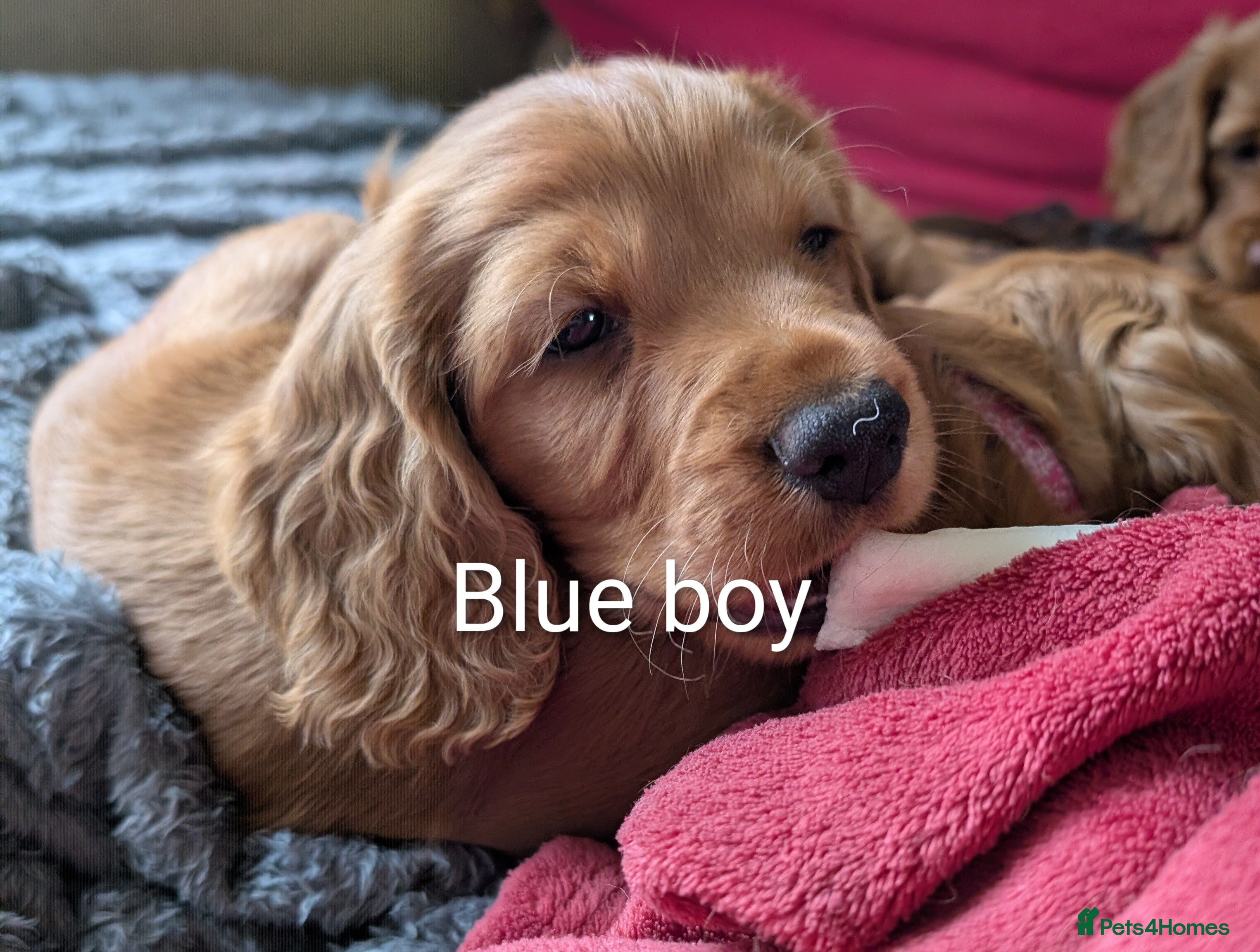 Cocker Spaniel dogs 2 remaining adorable pedigree Cocker Spaniel pups - Advert 18