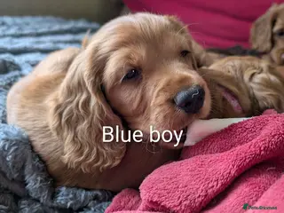 Cocker Spaniel dogs 2 remaining adorable pedigree Cocker Spaniel pups - Advert 18