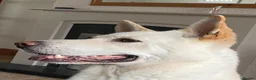 German Shepherd dogs for sale: White German Shepherd Dog 6 Years Old - Advert 4
