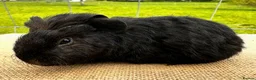 Guinea Pig rodents for sale: Pair of pet baby brothers  - Advert 3