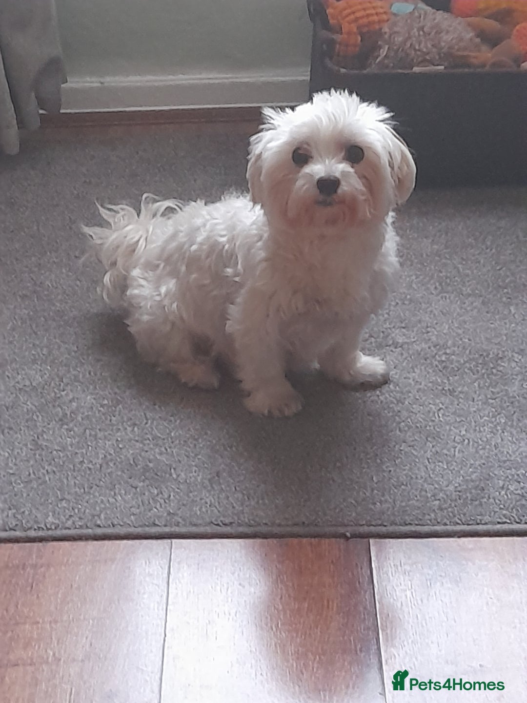 Maltese dogs for sale: 2 male maltese puppies  - Advert 1