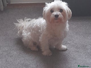 Maltese dogs 2 male maltese puppies - Advert 1