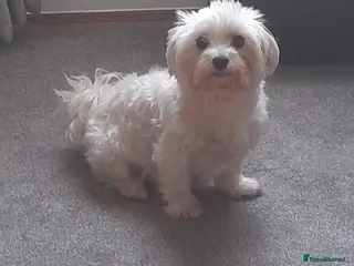 Maltese dogs 2 male maltese puppies - Advert 5