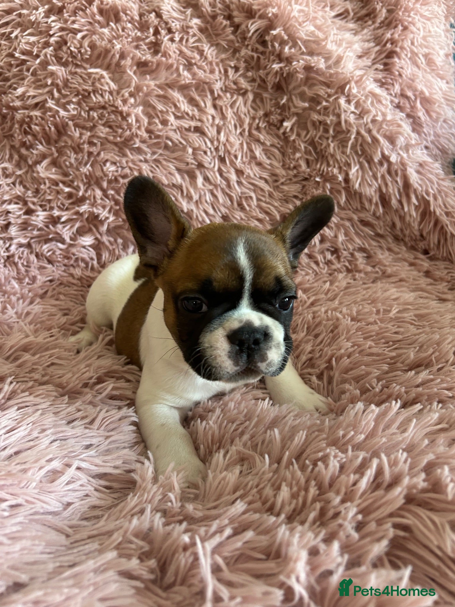 French Bulldog dogs Last 2! Stunning, true to type French bulldog pups - Advert 19