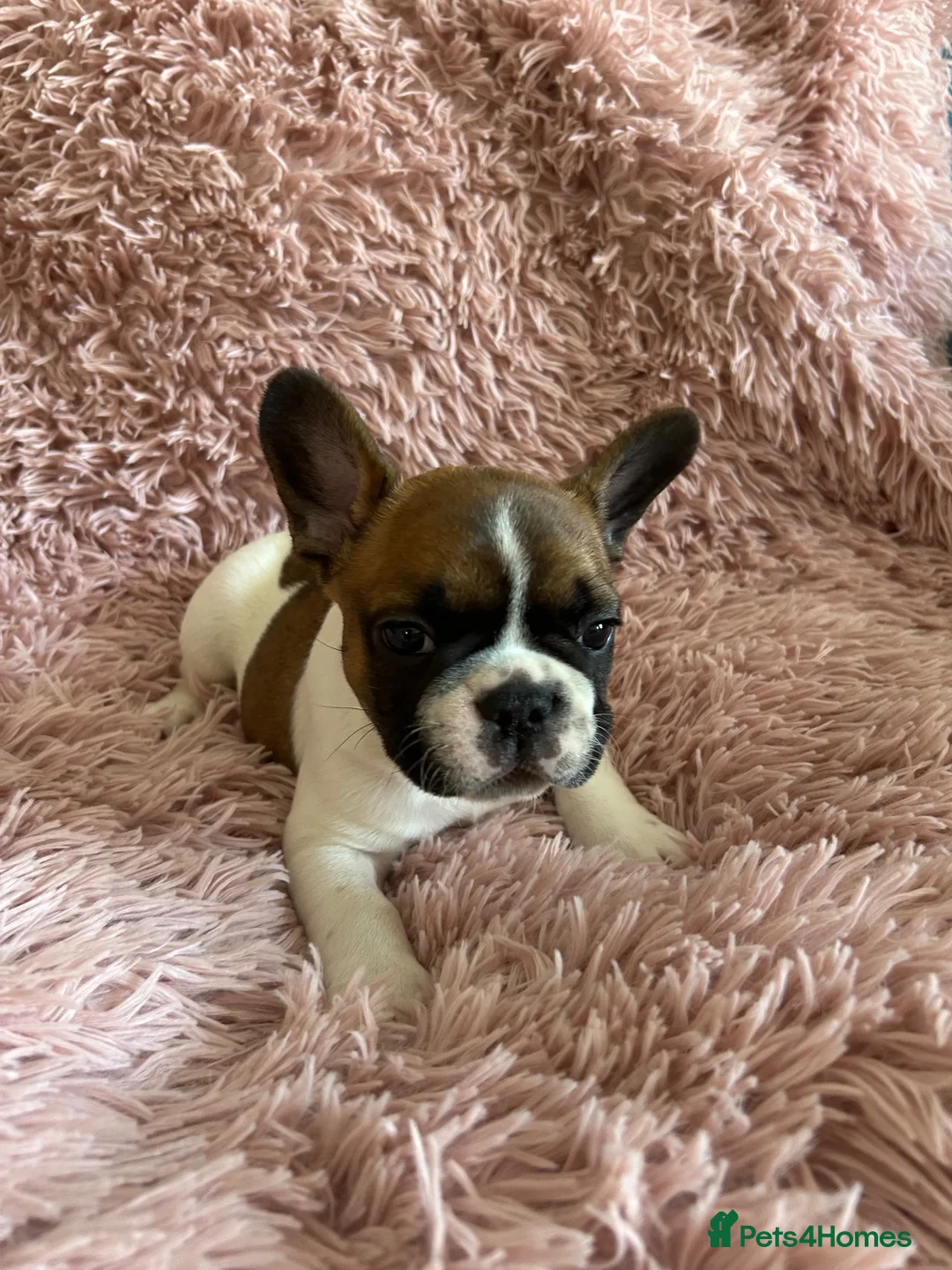 French Bulldog dogs for sale: Ready in 1 week!Stunning, true French bulldog pups - Advert 1
