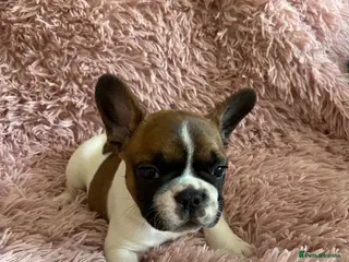 French Bulldog dogs Ready in 1 week!Stunning, true French bulldog pups - Advert 5