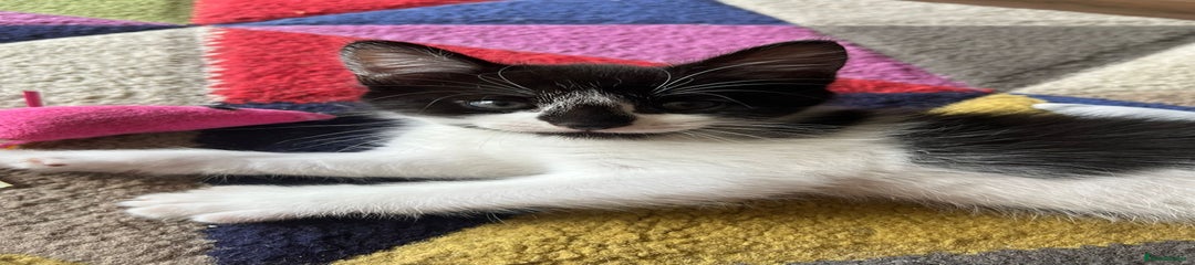 Mixed Breed Kitten 2