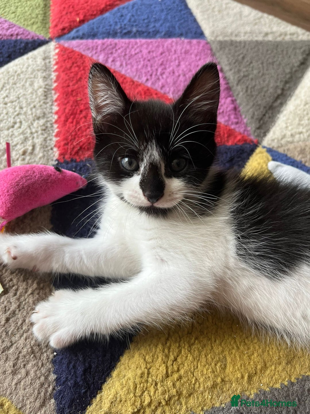 Mixed Breed cats for sale: Beautiful mixed litter  - Image 8