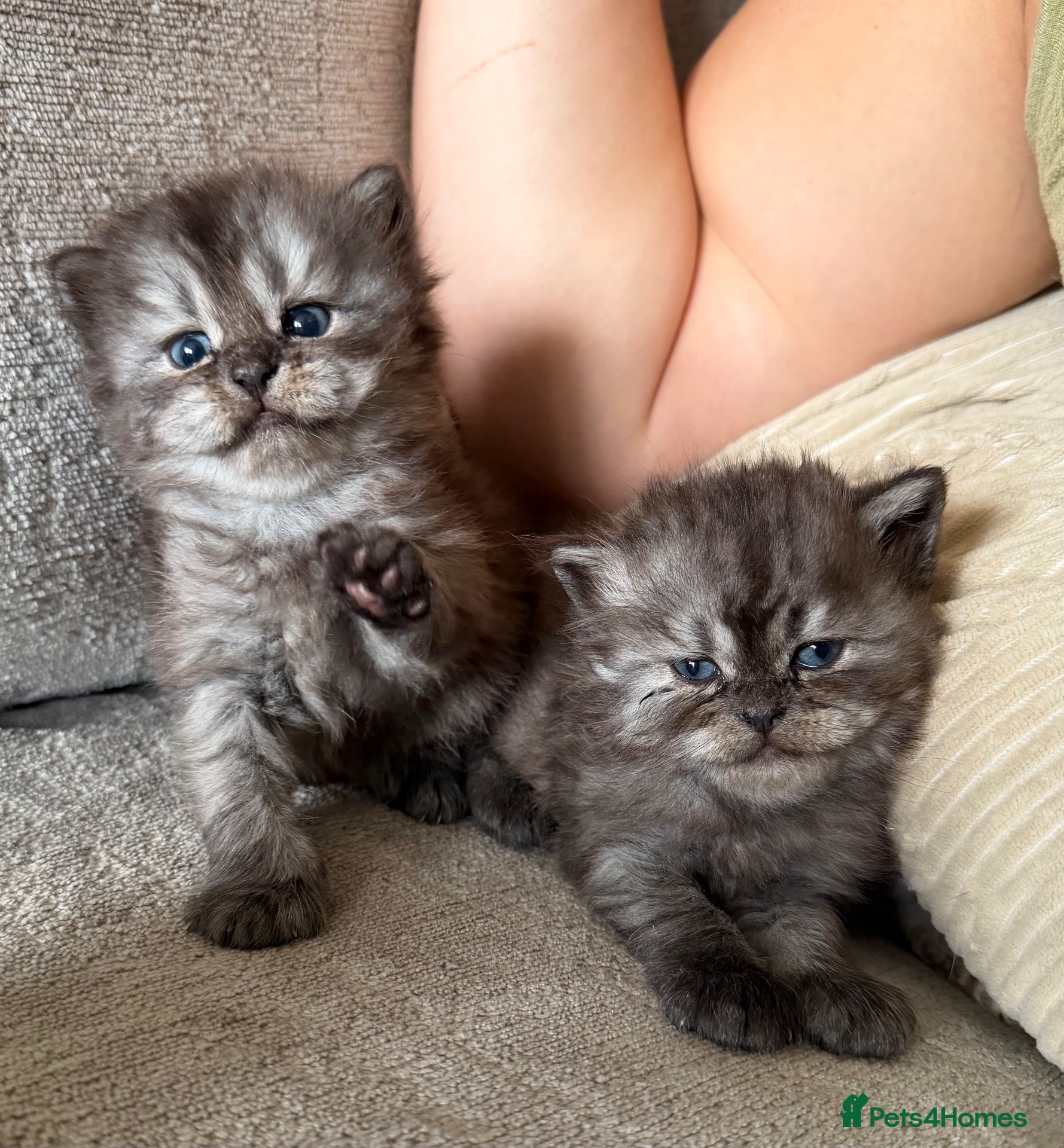 Persian cats Chinchilla Persian Kittens  - Advert 12