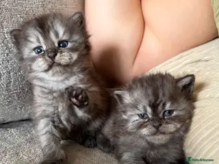 Persian cats Last 2 remaining - Chinchilla Persian Kittens - Advert 6