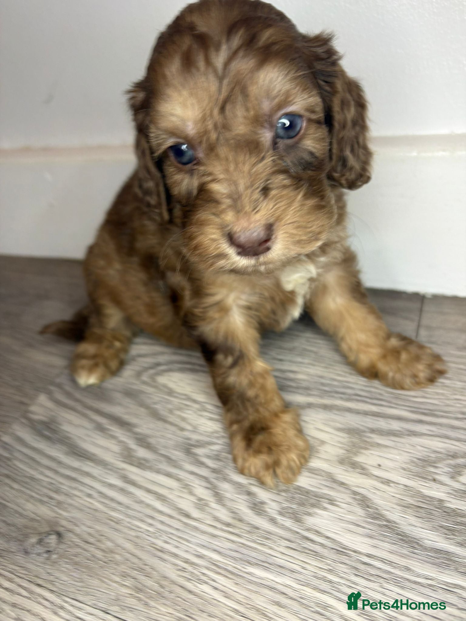 Cockapoo dogs Cockapoo puppies  - Advert 1