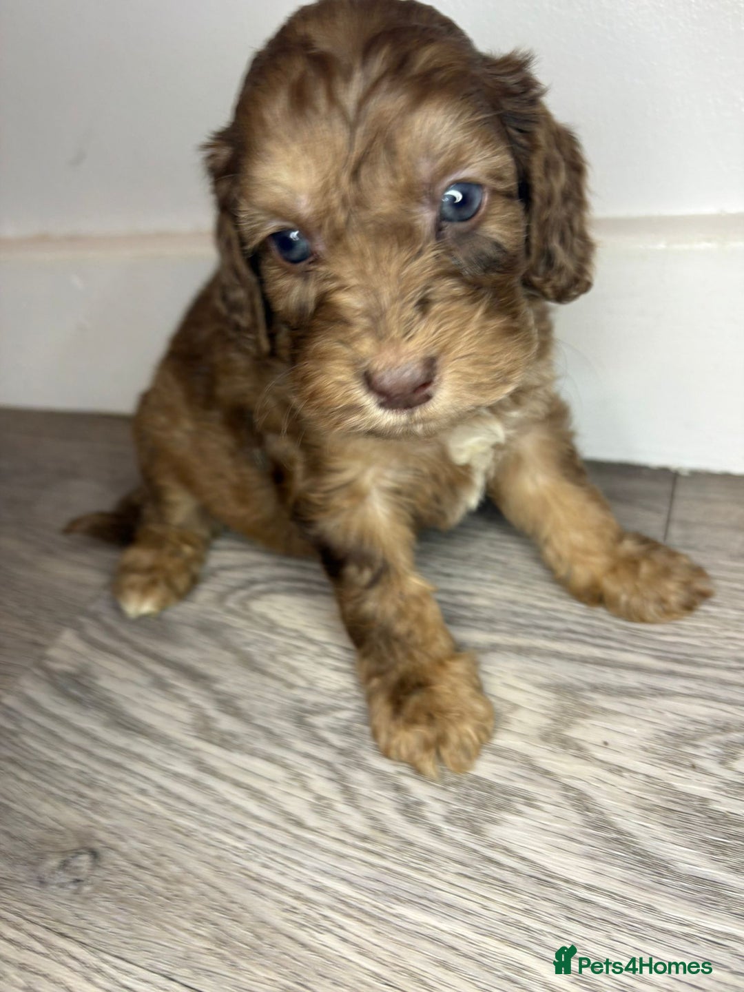 Cockapoo dogs for sale: Cockapoo puppies  - Advert 1