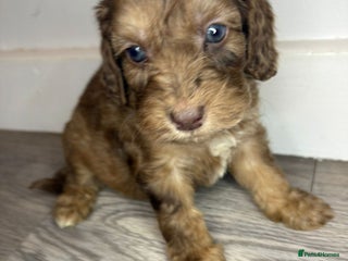 Cockapoo dogs Cockapoo puppies - Advert 2