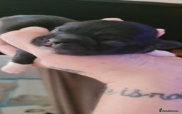 Shih Tzu dogs for sale: shih tzu puppies  - Advert 19