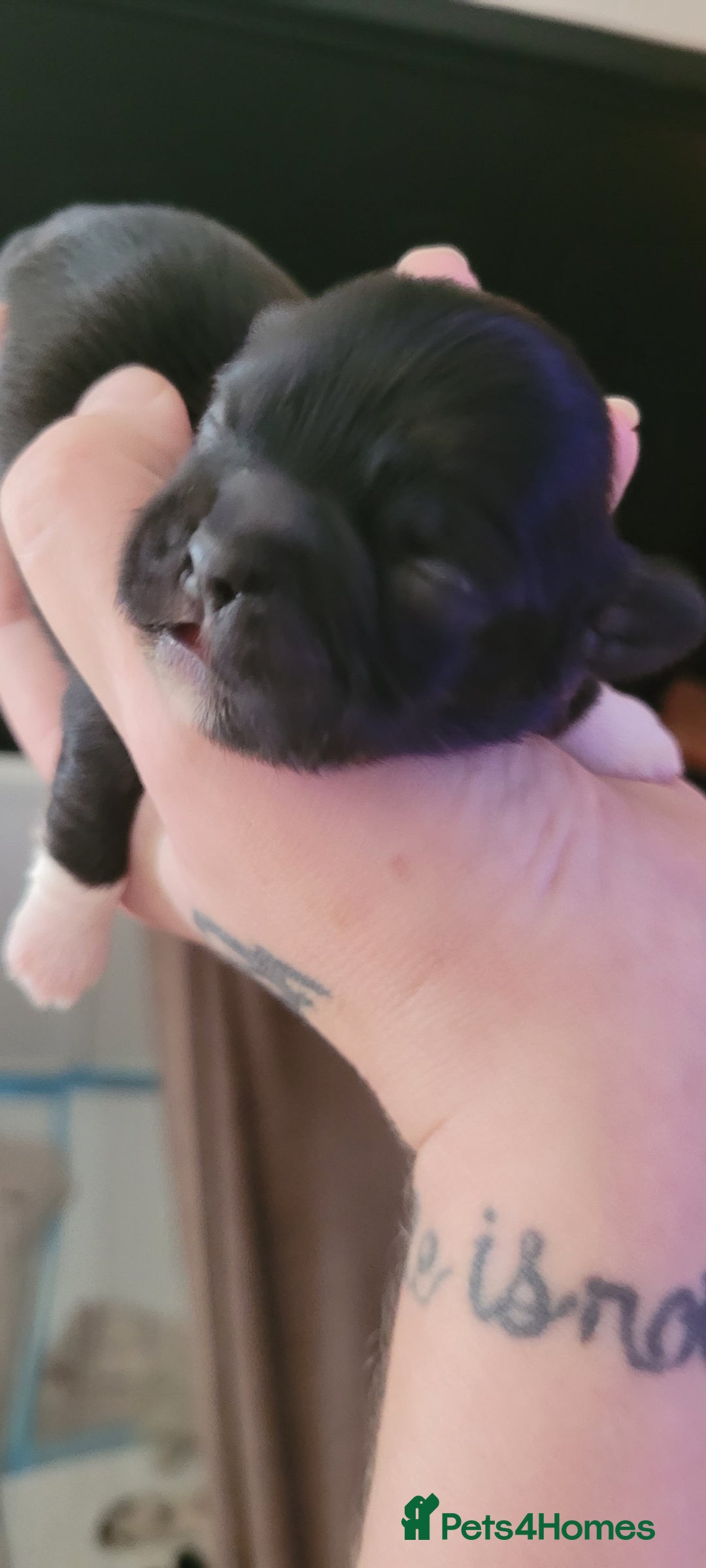 Shih Tzu dogs for sale: shih tzu puppies  - Advert 19