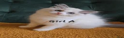 Ragdoll cats for sale: Show quality kittens ready 22nd - Advert 8