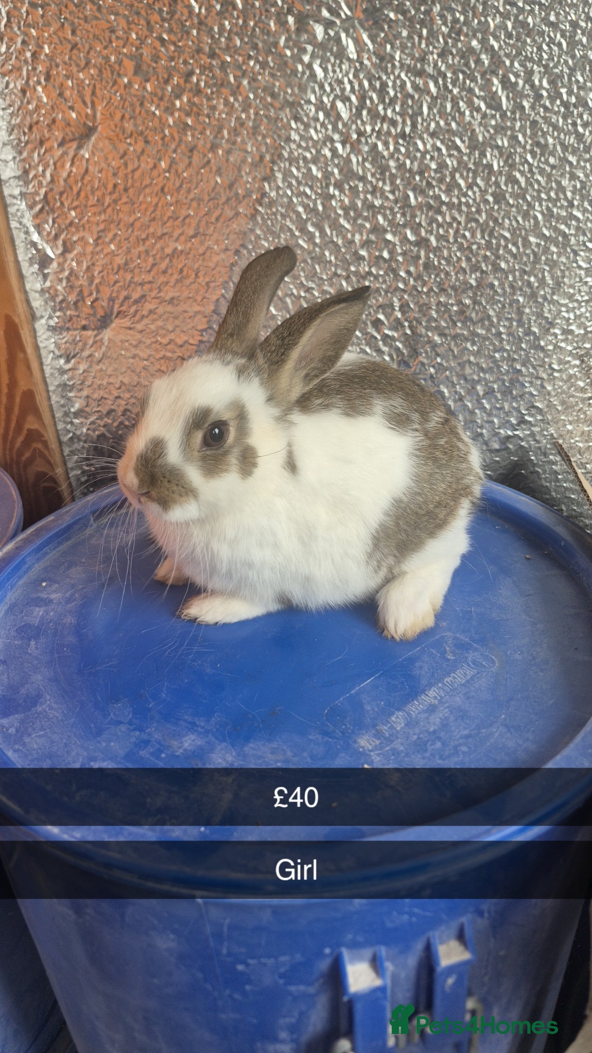 Lionhead rabbits Lionhead Baby Rabbits 8 weeks (Friendly) - Advert 2