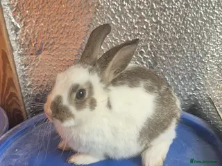 Lionhead rabbits Lionhead Baby Rabbits 8 weeks (Friendly) - Advert 2