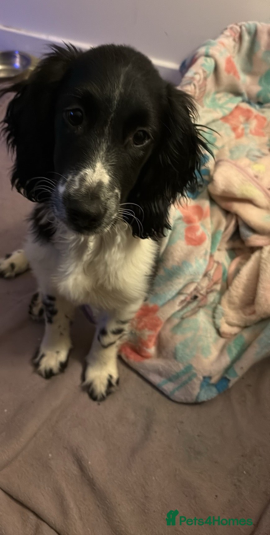 Sprocker dogs 6 months old puppy  - Advert 1