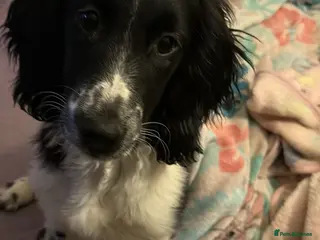 Sprocker dogs 6 months old puppy - Advert 7