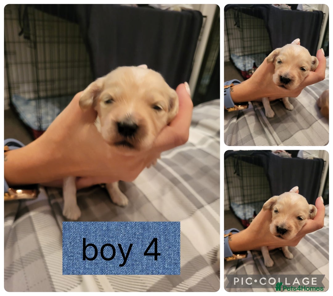 Mixed Breed dogs for sale: Rare silky cocker puppies  - Image 3