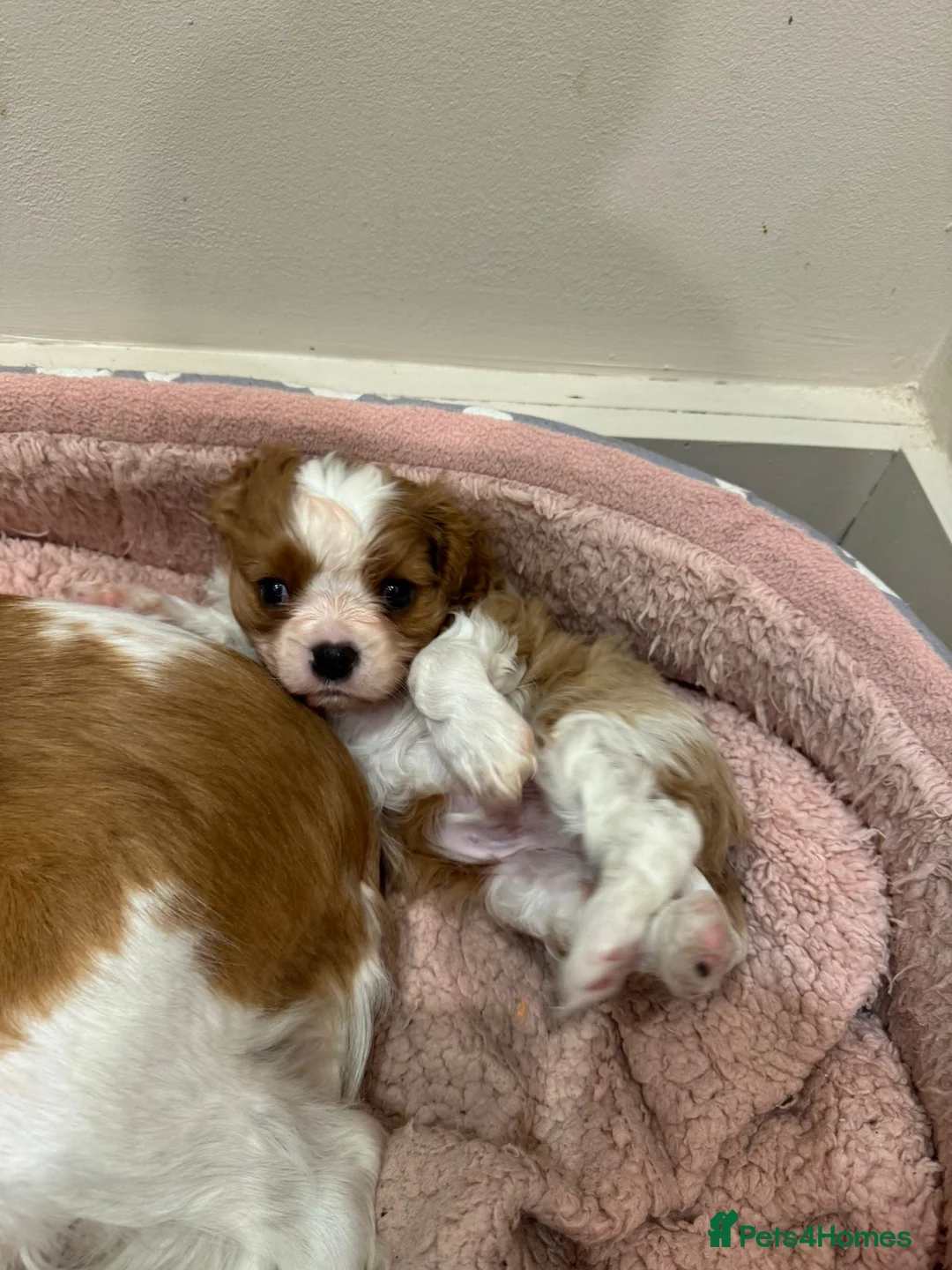 Cavalier King Charles Spaniel dogs for sale: Cavalier King Charles Spaniel boy - Advert 21