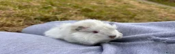 Guinea Pig rodents for sale: Trio of Peruvian femaleguineapigs.Must go together - Advert 7