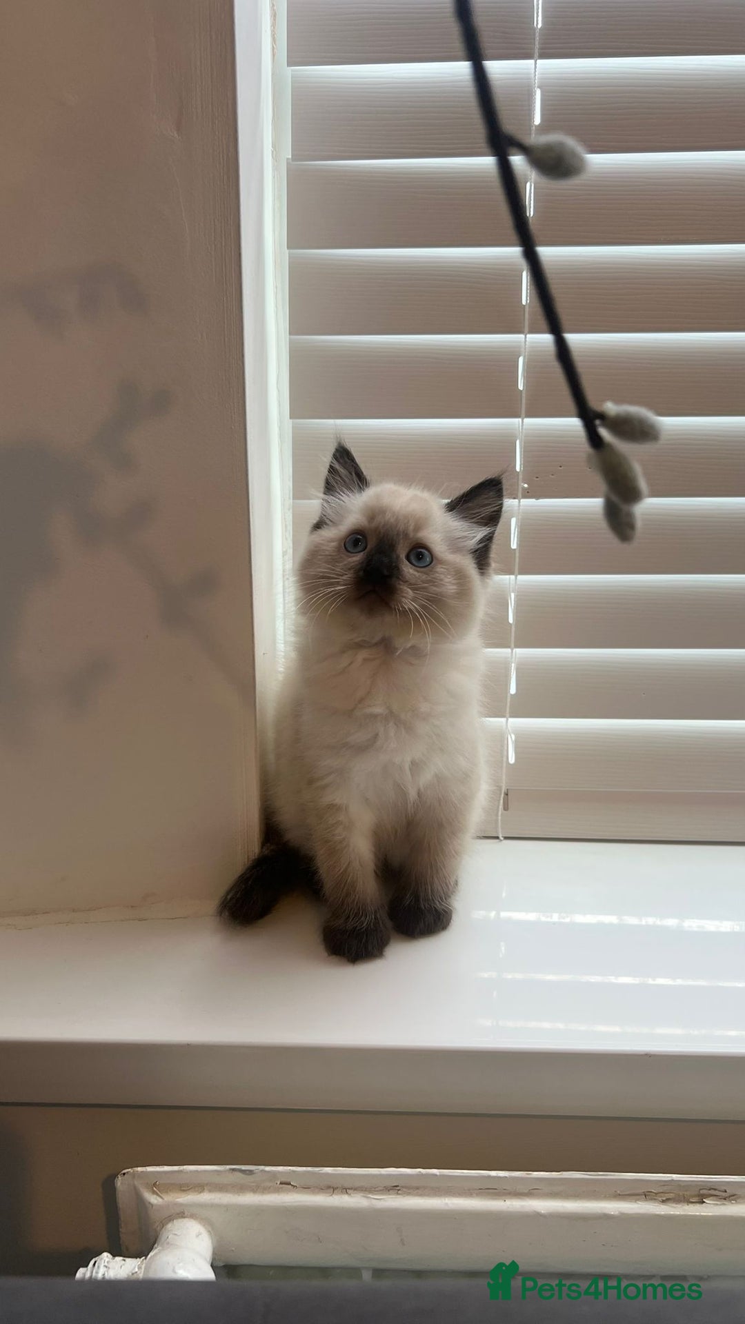 Ragdoll cats for sale: Friendly Ragdoll identical male kittens  - Image 6