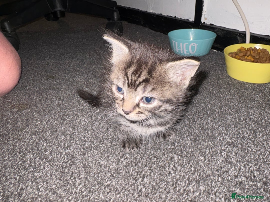 Mixed Breed cats for sale: 3 Beautiful Kittens - Image 11