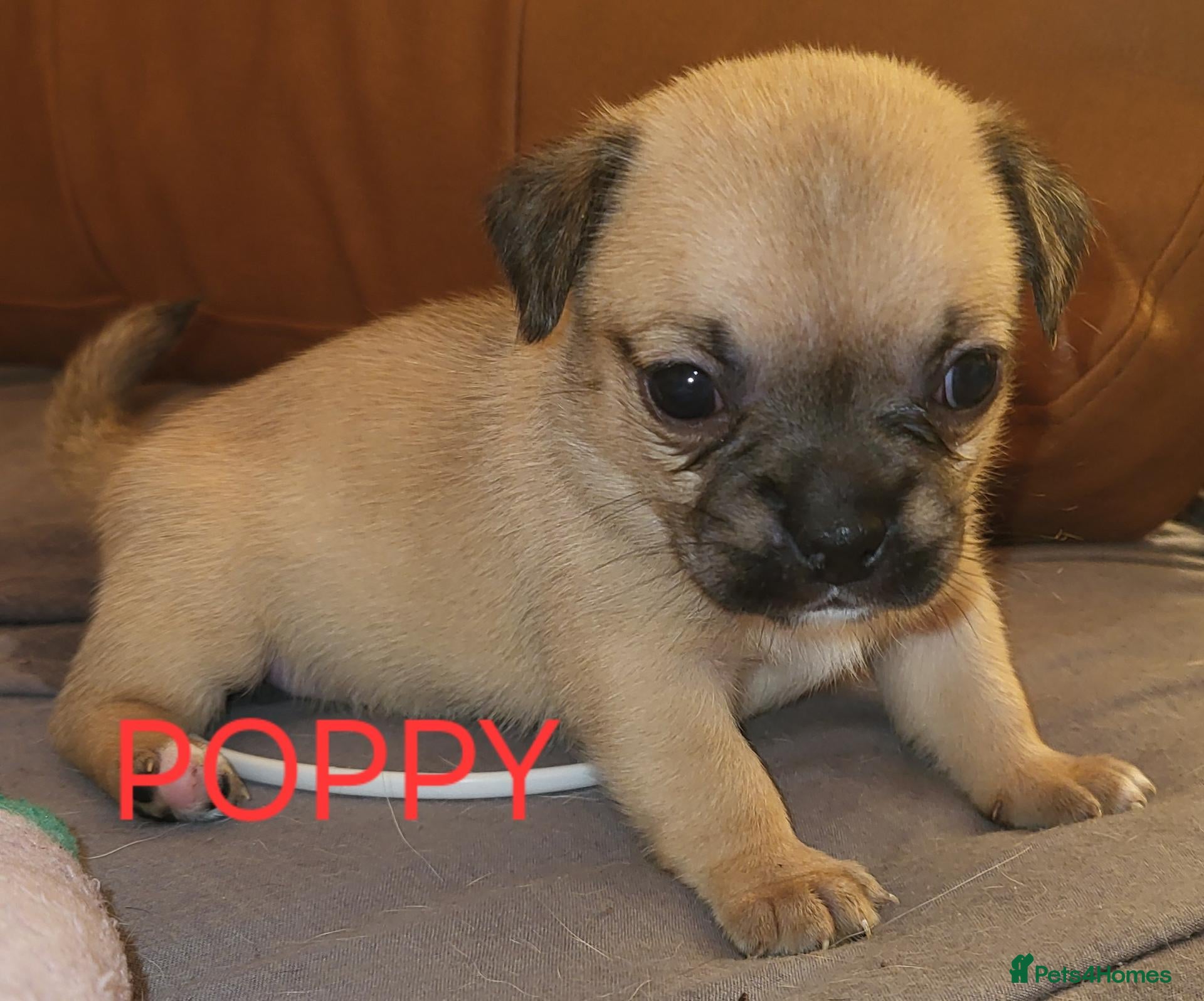 Jug dogs Gorgeous Jug Puppies  - Advert 1