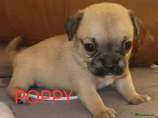 Jug dogs Gorgeous Jug Puppies - Advert 6