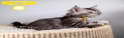 Maine Coon cats for sale: 💚Stunning XL TICA-registered Maine Coon Kittens  - Advert 26