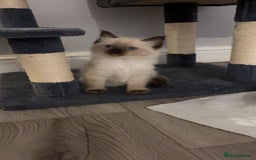 Ragdoll cats for sale: STUNNING FULLY HEALTH TESTED RAGDOLL KITTENS - Image 8